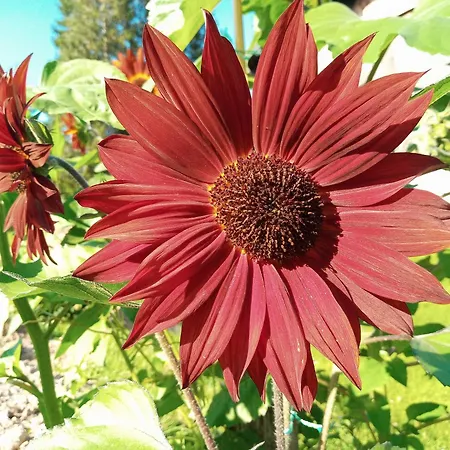 Hirterhuette * Abtenau