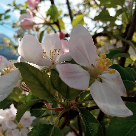 Hirterhuette Appartamento